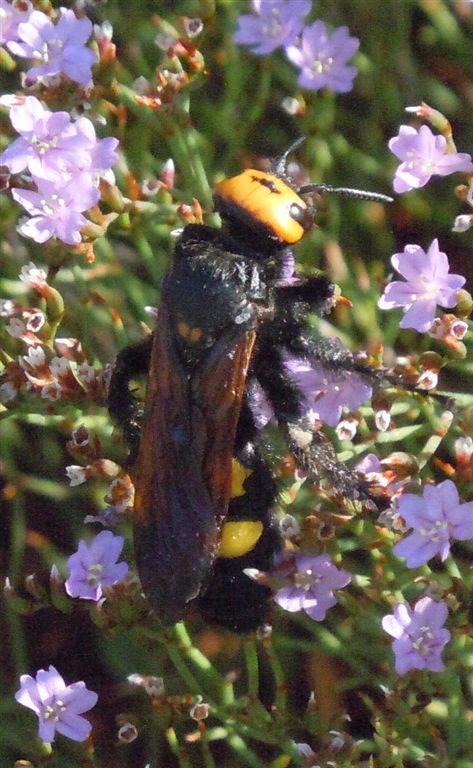 Megascolia maculata flavifrons